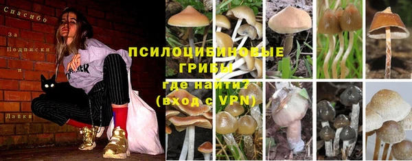 прущие грибы Михайлов
